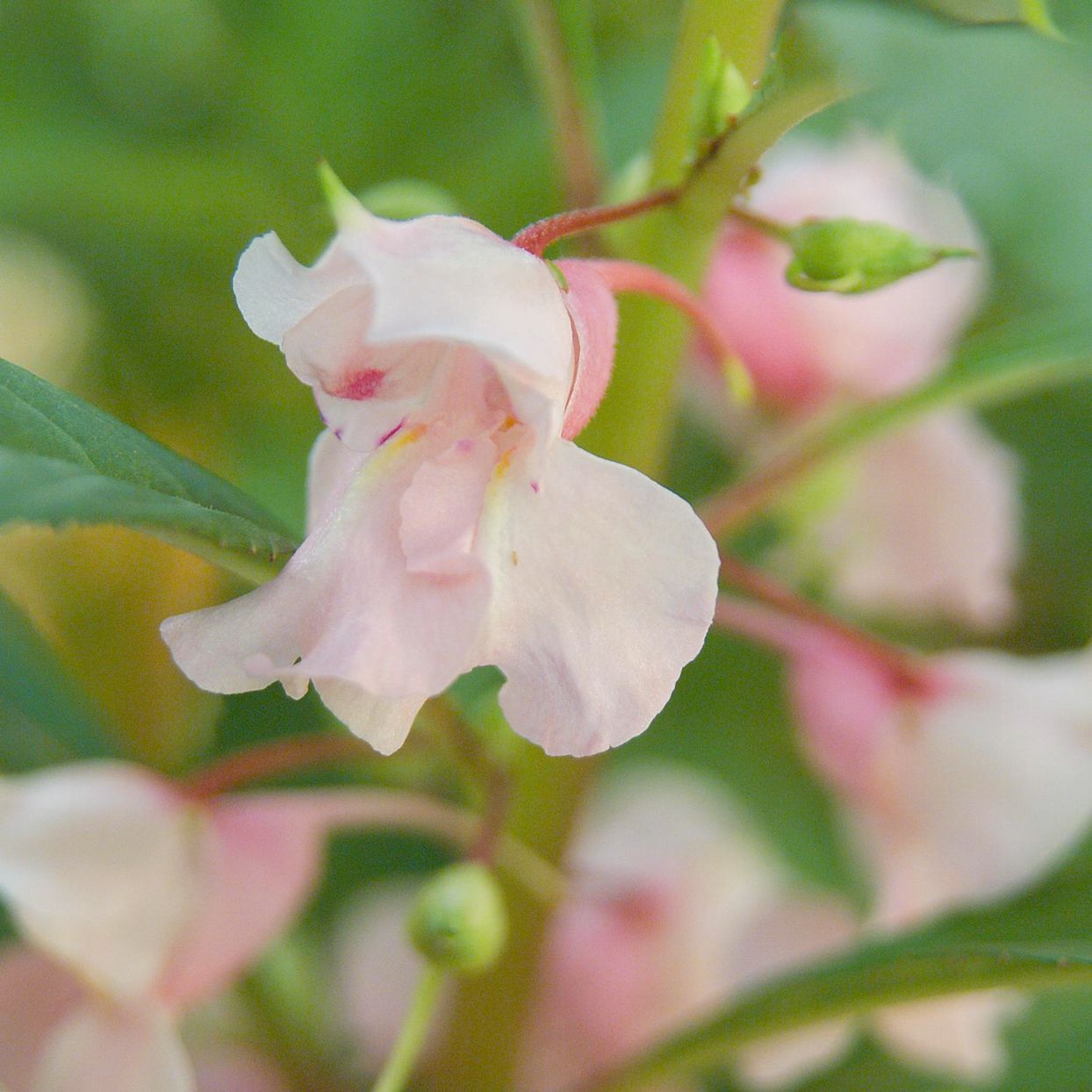 Baby rosa balsam blumen in garten bed