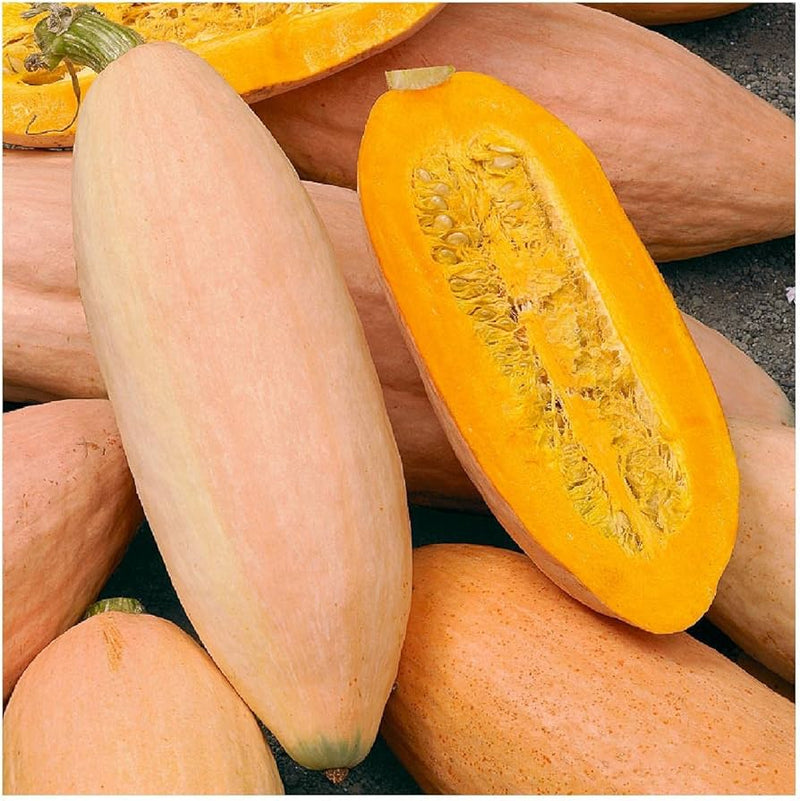 Pink banana winter squash samen für aussaat