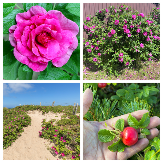 Pink Beach Rose Samen Rosa Rugosa Fragrant Pink Blumen and Red Hips