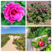 Pink Beach Rose Samen Rosa Rugosa Fragrant Pink Blumen and Red Hips