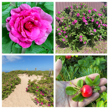 Pink Beach Rose Samen Rosa Rugosa Fragrant Pink Blumen and Red Hips