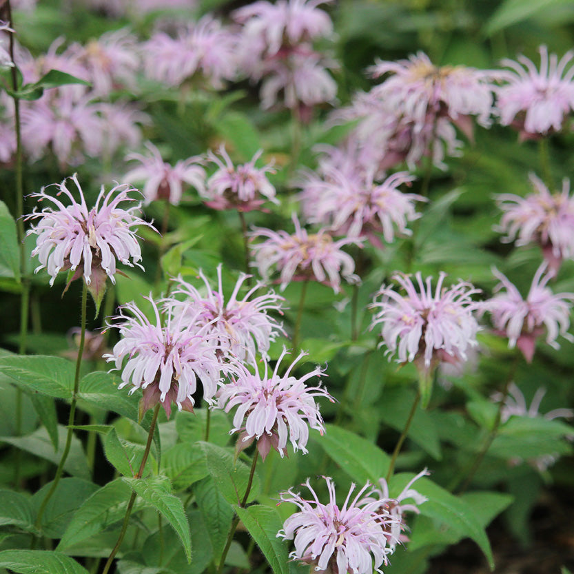 Compact perennial Dwarf Pink Bee Balm grown from Samen in US gardens