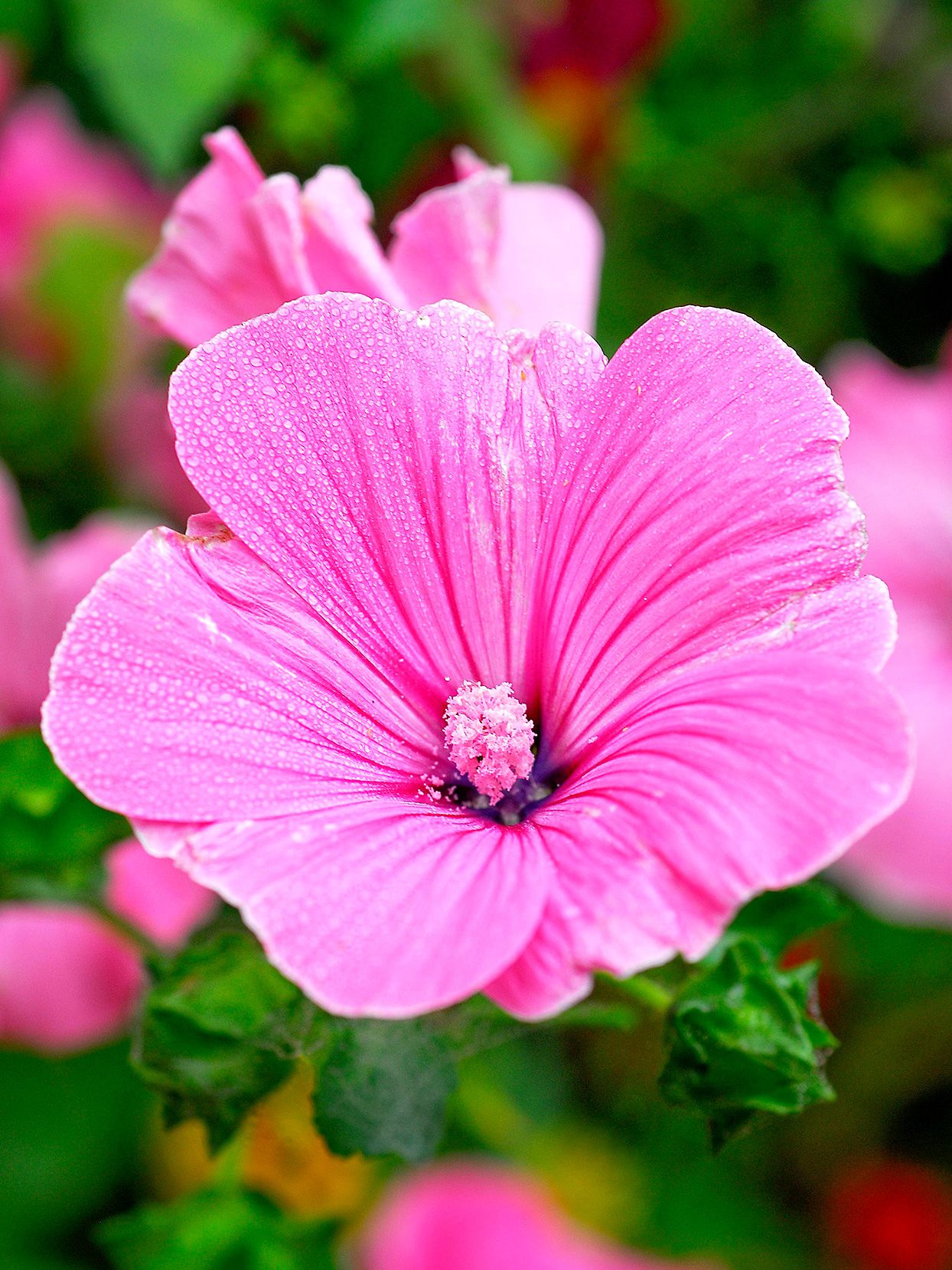 Weiß Rosa Lavatera Blumensamen zur Aussaat Samen üppig Blüten – ideal elegant Garten Schauanlagen