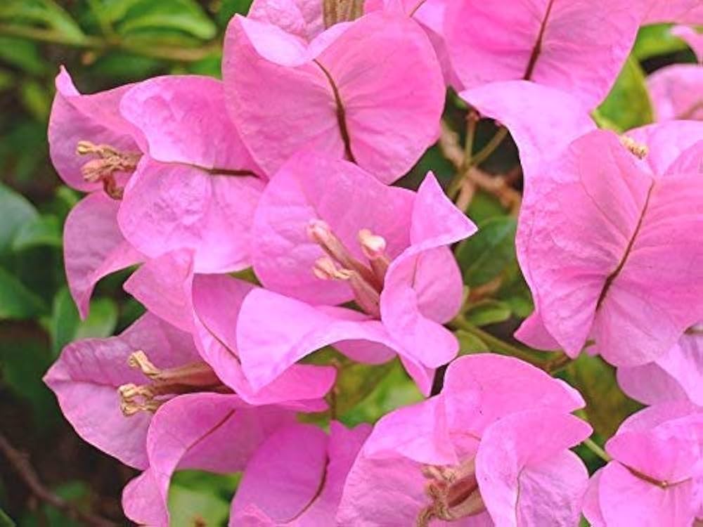 Bougainvillea baby rosa wachsend along a garten fence