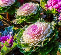 Beautiful helle pink brassica leaves