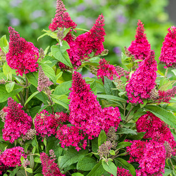 Rosa buddleia blume samen for anpflanzung