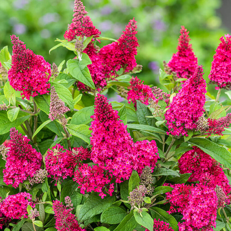 Rosa buddleia blume samen for anpflanzung