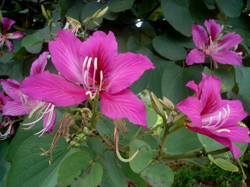 Rosa butterfly orchid samen for elegant garten anpflanzung