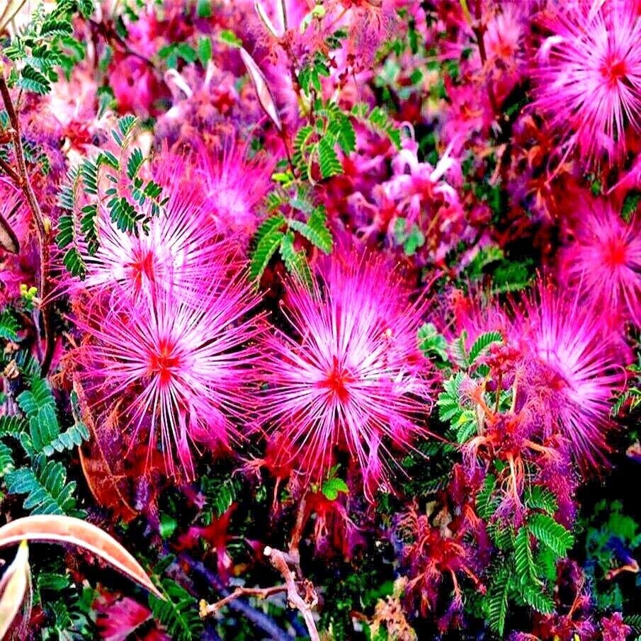 Rosa calliandra eriophylla samen attracting pollinators naturally