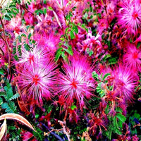 Rosa calliandra eriophylla samen attracting pollinators naturally