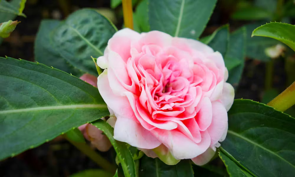 Camellia pflanzen in a shaded garten setting