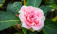 Camellia pflanzen in a shaded garten setting