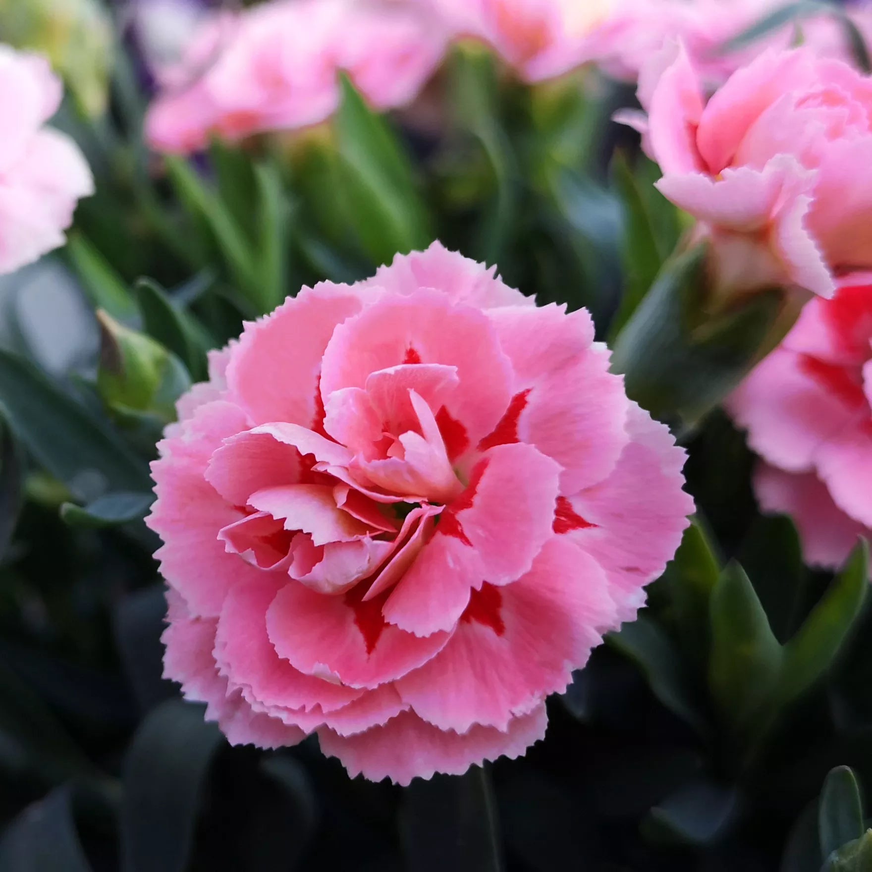 hell Rosa Nelke Blumensamen zur Aussaat – sonnenliebend – Traditionssorte & ohne Gentechnik Samen Hausgarten