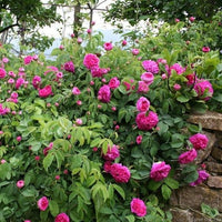 Rosa charles de mills blume samen for anpflanzung