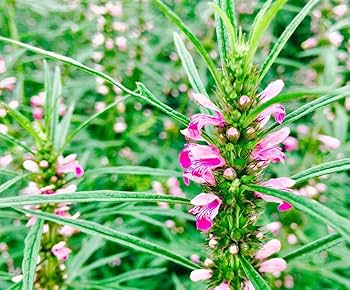Pink Chinese Motherwort in full bloom with whorled pink Blumen
