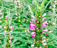 Pink Chinese Motherwort in full bloom with whorled pink Blumen