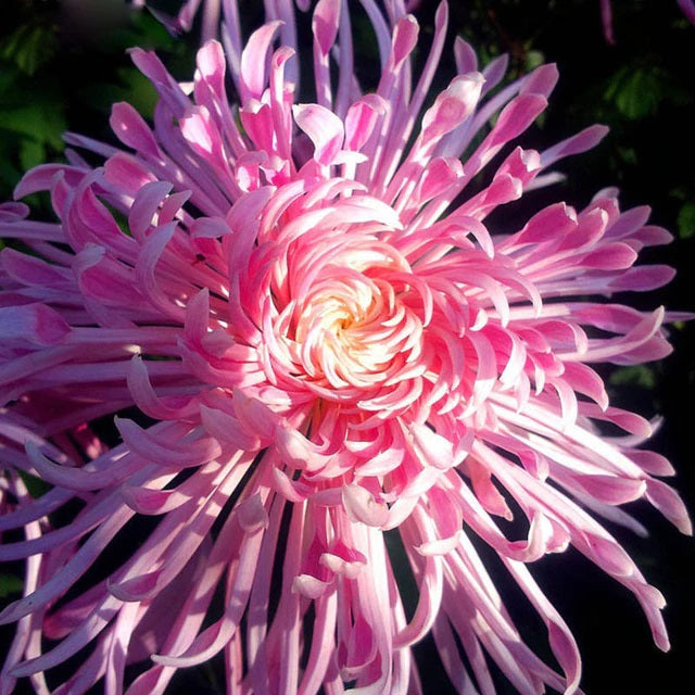 Rosa chrysanthemum samen for colorful topf and garten anpflanzung