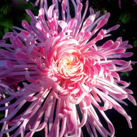 Rosa chrysanthemum samen for colorful topf and garten anpflanzung