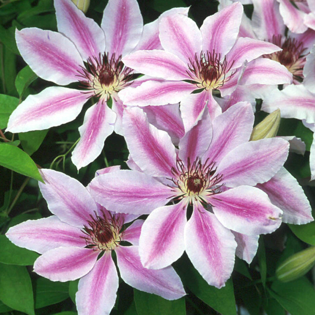 Clematis nelly moser samen for home gardens
