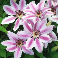 Clematis nelly moser samen for home gardens
