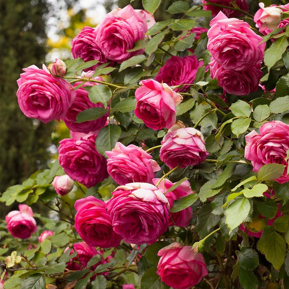 Rosa climbing rose samen for trellises and garten beds
