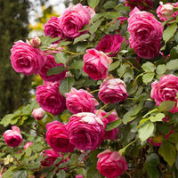 Rosa climbing rose samen for trellises and garten beds
