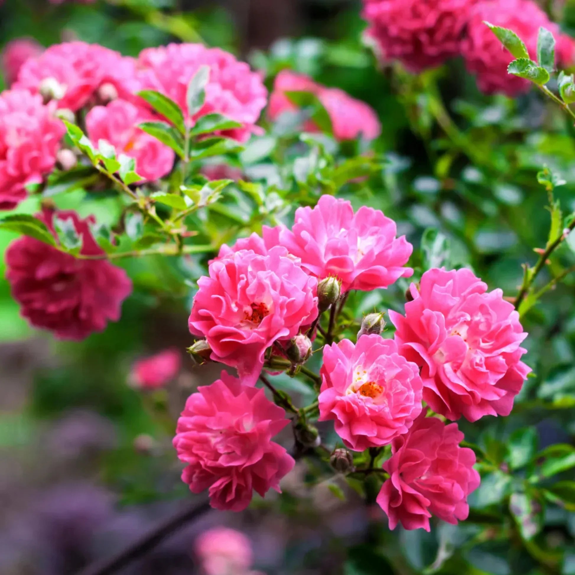 Rosa climbing rose samen attracting pollinators naturally