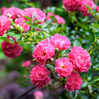 Rosa climbing rose samen attracting pollinators naturally