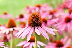 Pink Baby Coneflower Pflanze in full bloom in Garten