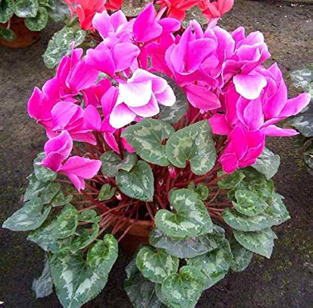 Rosa cyclamen garten samen