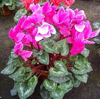 Rosa cyclamen garten samen