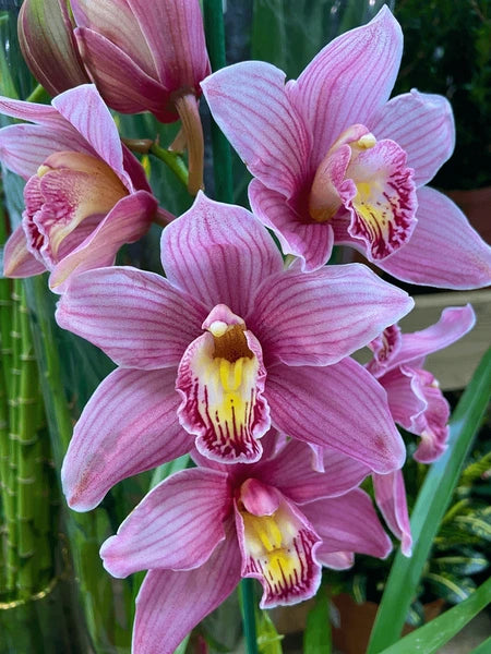 Gemischt Cymbidium Orchidee Blumensamen zur Aussaat – farbenfroh Schau – Traditionssorte & ohne Gentechnik Samen Hausgarten