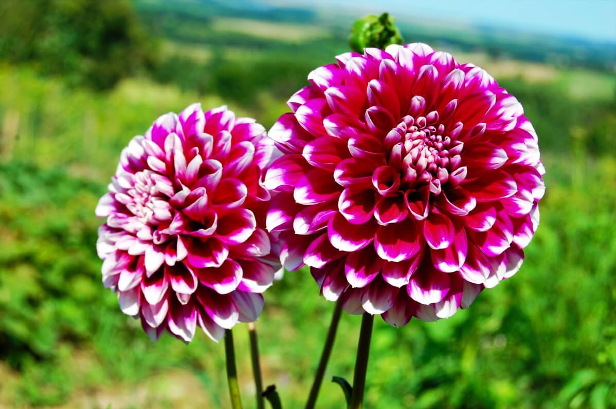 Dark rosa two-color dahlia blume samen for vibrant garten anpflanzung
