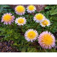 Pink Dandelions Anbau in Full Sun Garten Bed