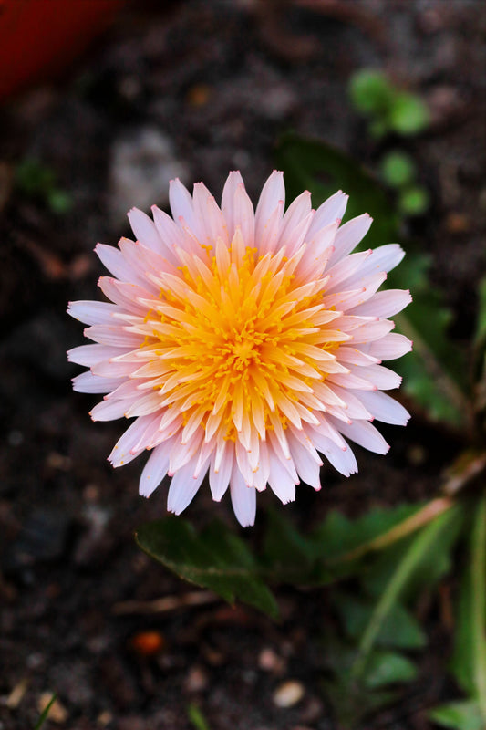 Pink Dandelion Samen – Taraxacum pseudoroseum Rare Pink Blume Variety