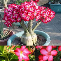 Rosa desert rose blumen blooming in sunlight