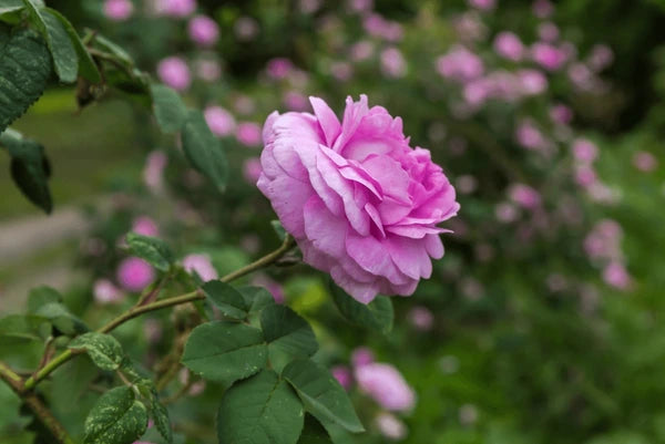 dunkel Rosa Rose Blumensamen zur Aussaat robust Sorte Traditionssorte & ohne Gentechnik Samen Hausgarten