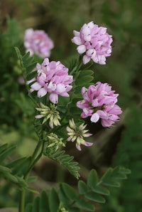 Vetch Coronilla Blumensamen zur Aussaat saisonal Dauerblüher Traditionssorte & ohne Gentechnik Samen Hausgarten
