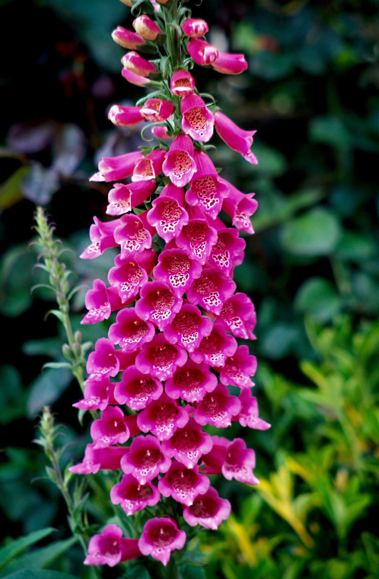 Rosa kletternd Foxglove Blumensamen zur Aussaat – Biennial Blüten