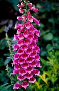 Rosa kletternd Foxglove Blumensamen zur Aussaat – Biennial Blüten