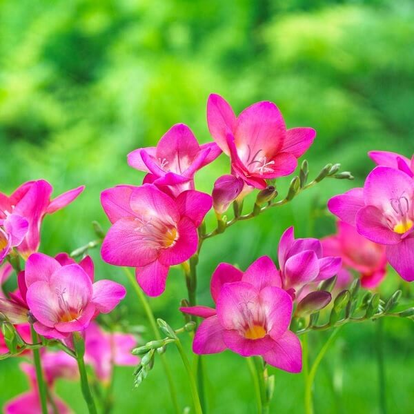 Rosa freesia blume samen for anpflanzung charming blooms