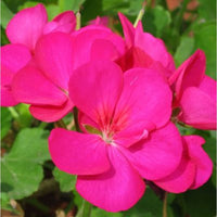 Rosa geranium blume samen for anpflanzung