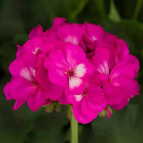 Rosa geranium blume samen for anpflanzung