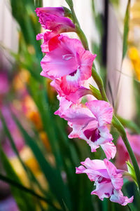 mehrjährig Gladiole Blumensamen zur Aussaat leuchtend Blüten Traditionssorte & ohne Gentechnik Samen Hausgarten