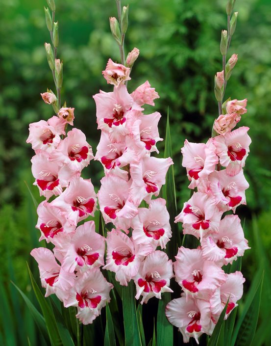 Sommer Garten Gladiole Samen einfache Aussaat