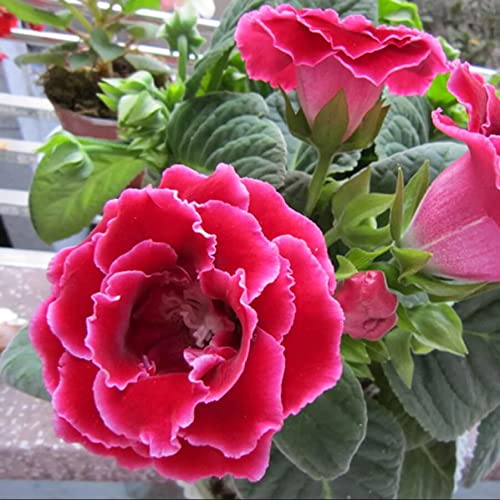 Rosa gloxinia samen for anpflanzung