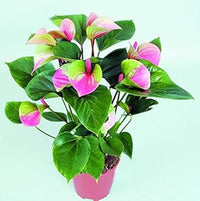 Rosa grün anthurium blume samen for anpflanzung