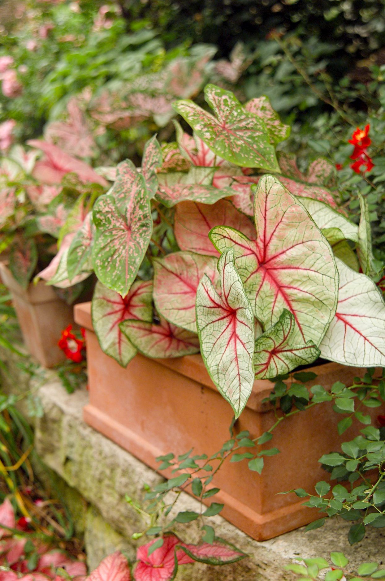 Bicolor Blumensamen zur Aussaat