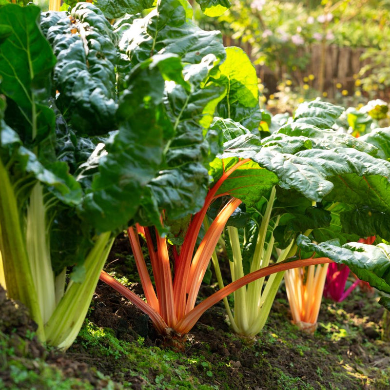 Pink grüne swiss chard samen suitable für home gardening