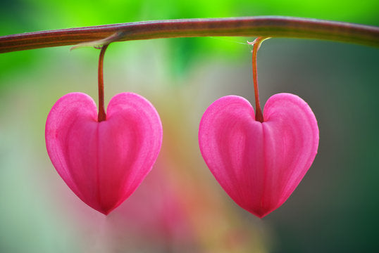 Rosa heart blume samen for anpflanzung